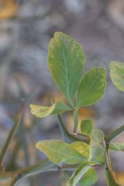            Trifoliolate leaf (Swingle, Riverside, CA)   