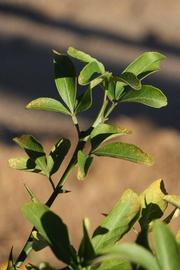              Sun leaves (Swingle, Riverside, CA)   