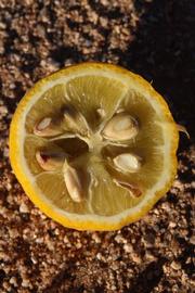                Fruit cross-section (Swingle, Riverside,   CA)       