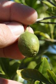              Fruit (Riverside, CA)       