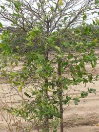            Habit (Riverside, CA)   