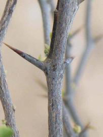              Second - third year twig (Riverside, CA)       