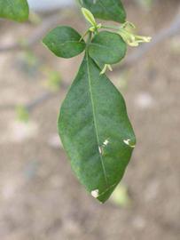              Trifoliolate leaf (Riverside, CA)       