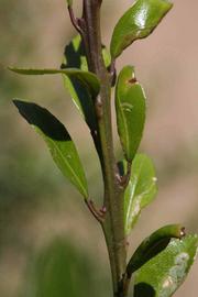            Unifoliolate leaf of  Microcitrus australasica     x    Microcitrus australis       (Sydney   Hybrid, Riverside, CA)   