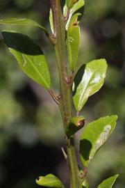            First year twig (Riverside, CA)   