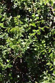              Sun leaves (Riverside, CA)       