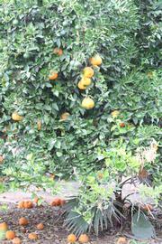            Habit (Riverside, CA)   