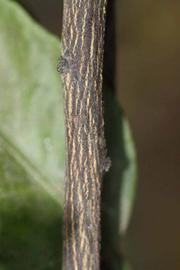            Second - third year twig (Riverside, CA)   