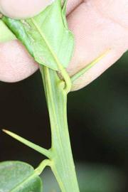            First year twig (Riverside, CA)   