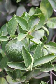            Sun leaves (Riverside, CA)   