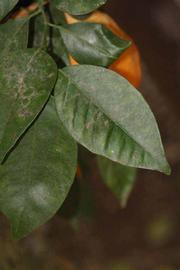            Unifoliolate leaf (Riverside, CA)   