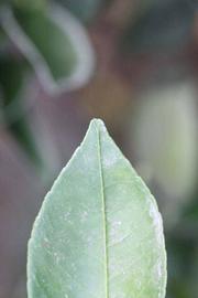            Margin (Riverside, CA)   