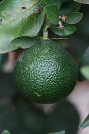            Immature fruit (Riverside, CA)   