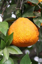            Fruit (Riverside, CA)   