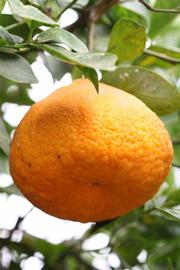            Fruit (Riverside, CA)   