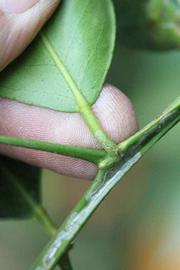            Petiole (Riverside, CA)   