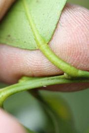            Petiole (Riverside, CA)   