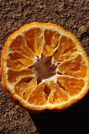            Fruit cross-section (Riverside, CA)   