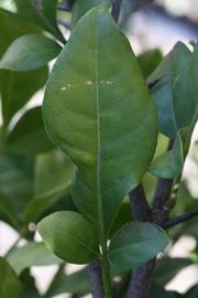              Shade leaves (Riverside, CA)       