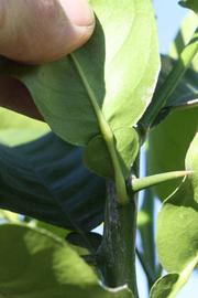              Petiole (Riverside, CA)       