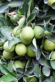            Fruit (Riverside, CA)   