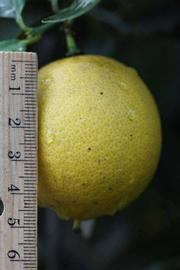            Fruit (Riverside, CA)   