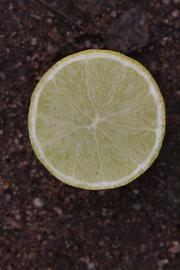            Fruit cross-section (Riverside, CA)   