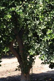            Habit (Riverside, CA)   