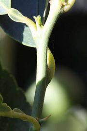            First year twig (Riverside, CA)   