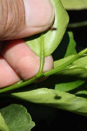              Petiole (Riverside, CA)       