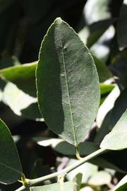              Unifoliolate leaf (Riverside, CA)       