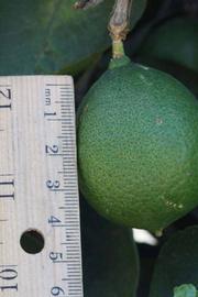            Fruit (Riverside, CA)   