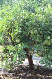            Habit (Riverside, CA)   