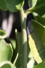            First year twig (Riverside, CA)   