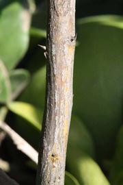              Second - third year twig (Riverside, CA)       