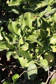              Sun leaves (Riverside, CA)       