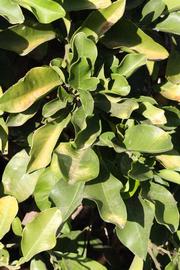              Sun leaves (Riverside, CA)       