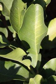              Unifoliolate leaf of  Citrus maxima         (Tahitian,   Riverside, CA)       