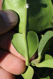              Petiole (Riverside, CA)       