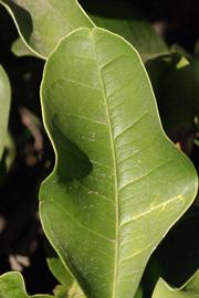              Margin (Riverside, CA)       