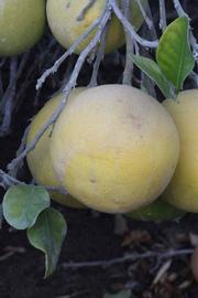              Fruit of  Citrus maxima         (Tahitian, Riverside,   CA)       