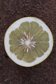            Fruit cross-section (Riverside, CA)   