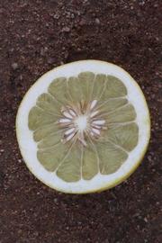              Fruit cross-section of  Citrus maxima         (Tahitian, Riverside,   CA)       