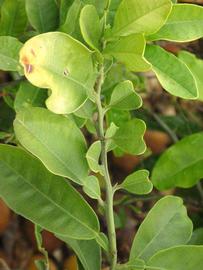              Sun leaves (Riverside, CA)       
