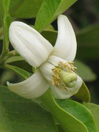              Flower (Riverside, CA)       