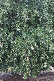            Habit (Riverside, CA)   