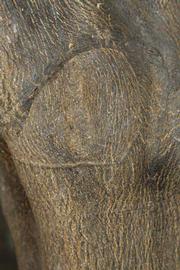            Bark (Riverside, CA)   