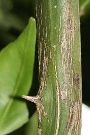              Second - third year twig (Riverside, CA)       