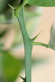            First year twig (Riverside, CA)   