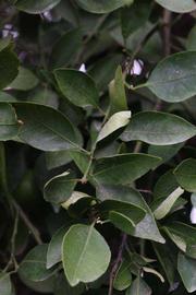              Shade leaves (Riverside, CA)       